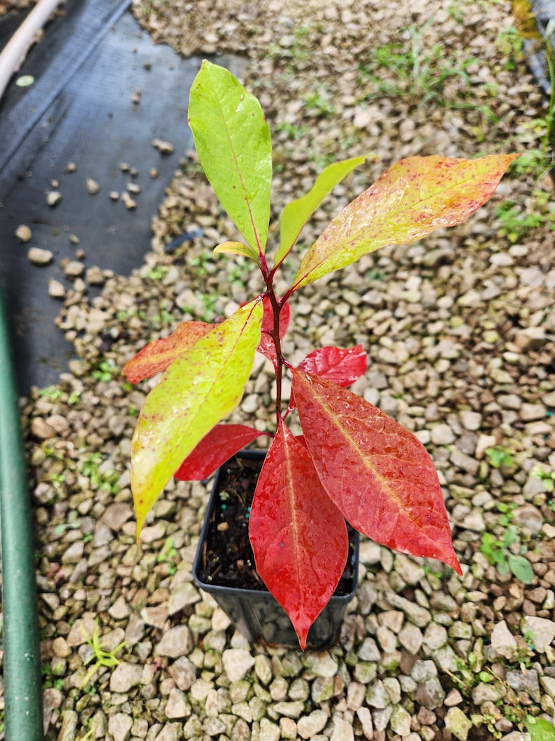 Blackgum Trees 4" Container | Nyssa Sylvatica Native Tree with Stunning Fall Foliage for Zones 3-9 | 2 Pack