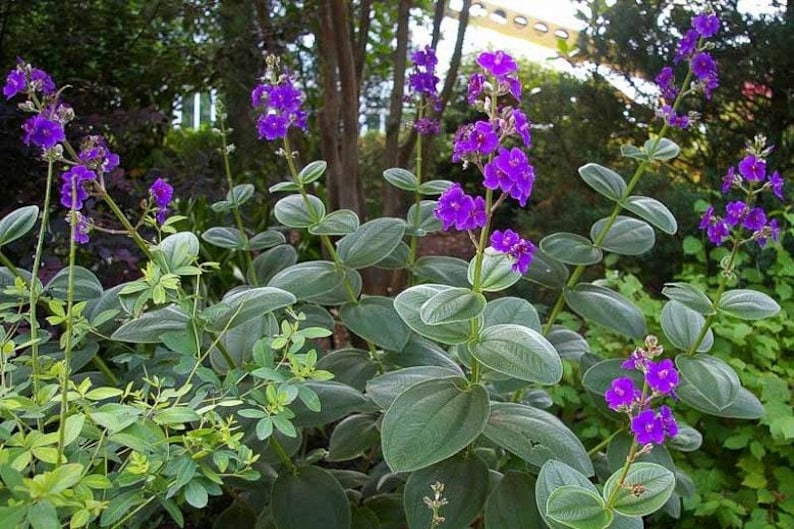 Tibouchina Heteromalla - 3 Gallon Pot - Silverleafed Princess Flower - Tropical Perennial Plant - Purple Blooms