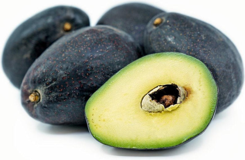 Grafted Avocado Tree - 3 to 4 Feet - Cold-Resistant Sir Prize - Persea americana 'Sir Prize' - Ideal for Home Gardens