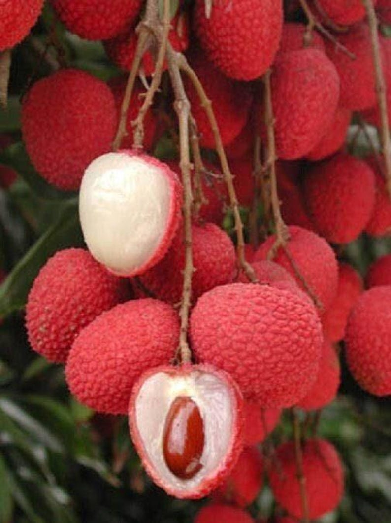 Sweet Heart Lychee Tree - 2 Feet Tall Live Plant - Litchi chinensis - Airlayered in 3 Gal Pot - Tropical Fruit Tree for Gardens