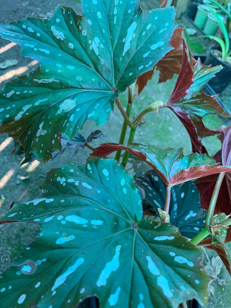 Begonia Live Plant 6" Pot 'Sophie Cecile' Evergreen Silver Pink Leaves Rose Pink Flowers Begonia spp.