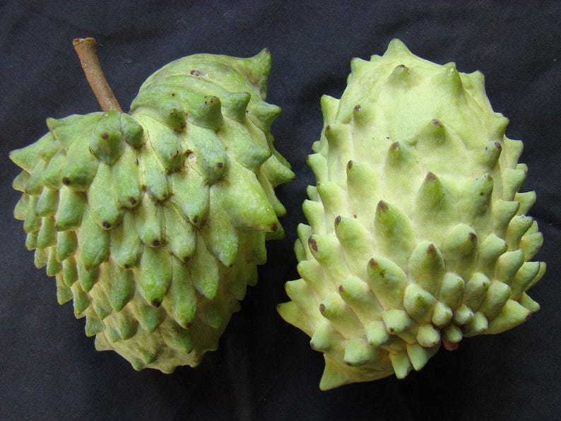 Geffner Atemoya Plant - 3 Gallon Pot - Tropical Fruit Tree - Annona squamosa x Annona cherimola - Sweet Custard-like Fruit