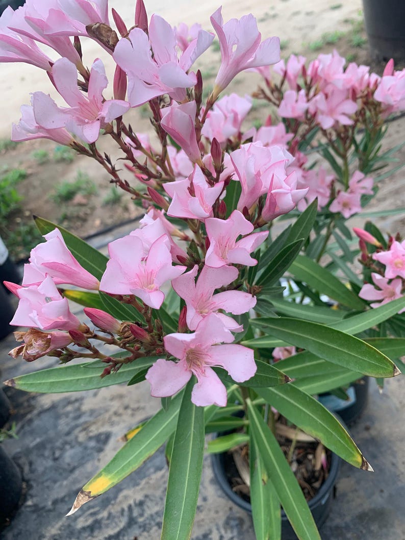 Nerium Oleander Live Plant 1ft Tall in 6" Pot - Pink Flowering Evergreen Shrub for Full Sun, Hardy, Garden, Landscape