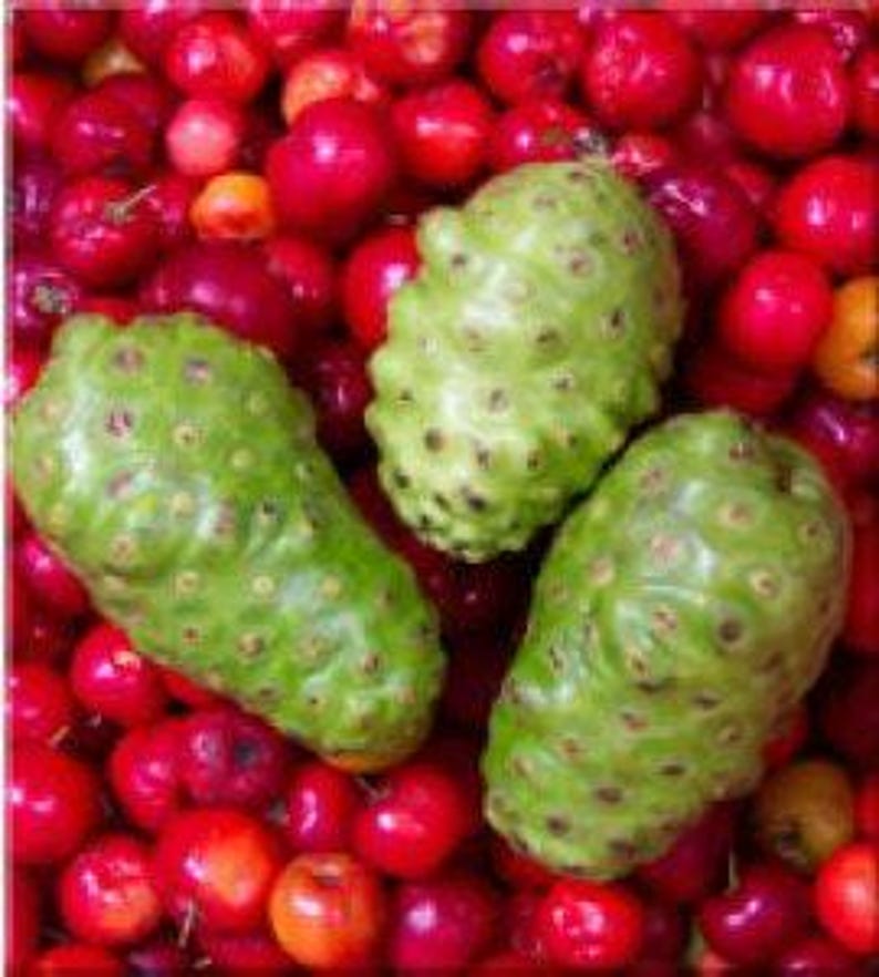 Noni Plant Live in 3-Gallon Pot | Morinda citrifolia | Tropical Fruit Tree for Garden & Indoor Use