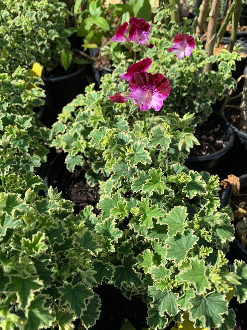 Live Plant 1 Gallon Pelargonium 'Oldbury Duet' Geranium - Vibrant Blooms for Full Sun to Part Shade, Drought Tolerant