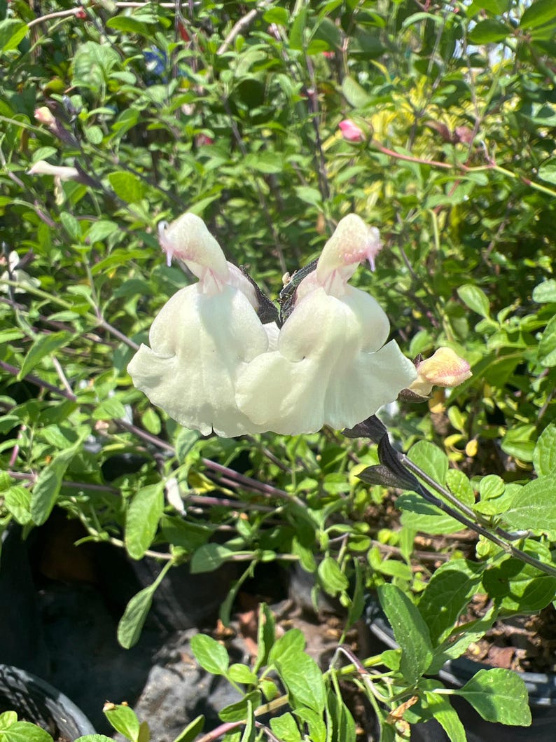Salvia Plant 6” Pot Glimmer Cream Color Live Plant Salvia microphylla x greggii - Drought-Tolerant, Attracts Pollinators