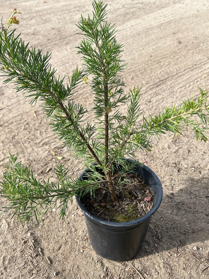 Grevillea 'Pink Pearl' Live Plant 1 Gallon Pot - Curly Pink Flowers - Drought Tolerant - Full Sun - Grevillea spp.