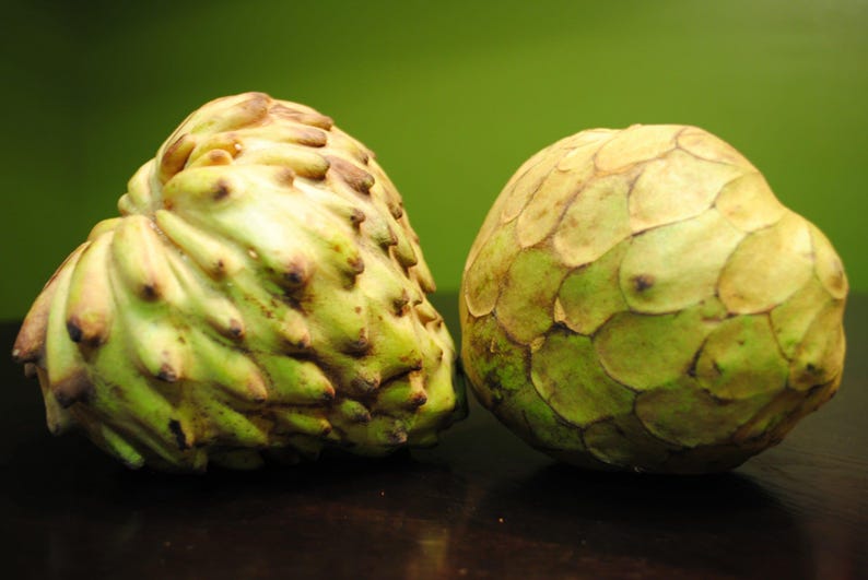 Grafted Dr. White Cherimoya Tree - 3 Gallon Pot - Sweet Fruit - Annona cherimola - Perfect for Home Gardens & Orchards