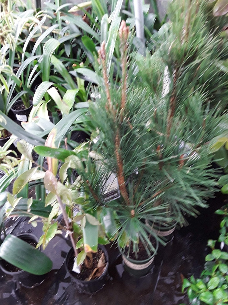 Japanese Black Pine Live Plant 2-3 Feet Hardy Evergreen Pinus thunbergii in 3 Gallon Pot for Bonsai or Landscape Gardening