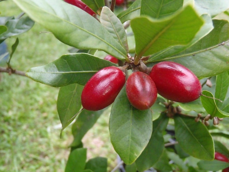 Miracle Berry Fruit Tree Plant - 1 to 2 Feet - Synsepalum dulcificum - Live Plant in 3 Gallon Pot - Unique Taste Experience