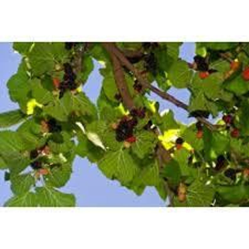 Live Mulberry Plant in Pot - Persian Variety - Morus Nigra - Hardy Fruit Tree for Home Garden - Low Maintenance Indoor/Outdoor