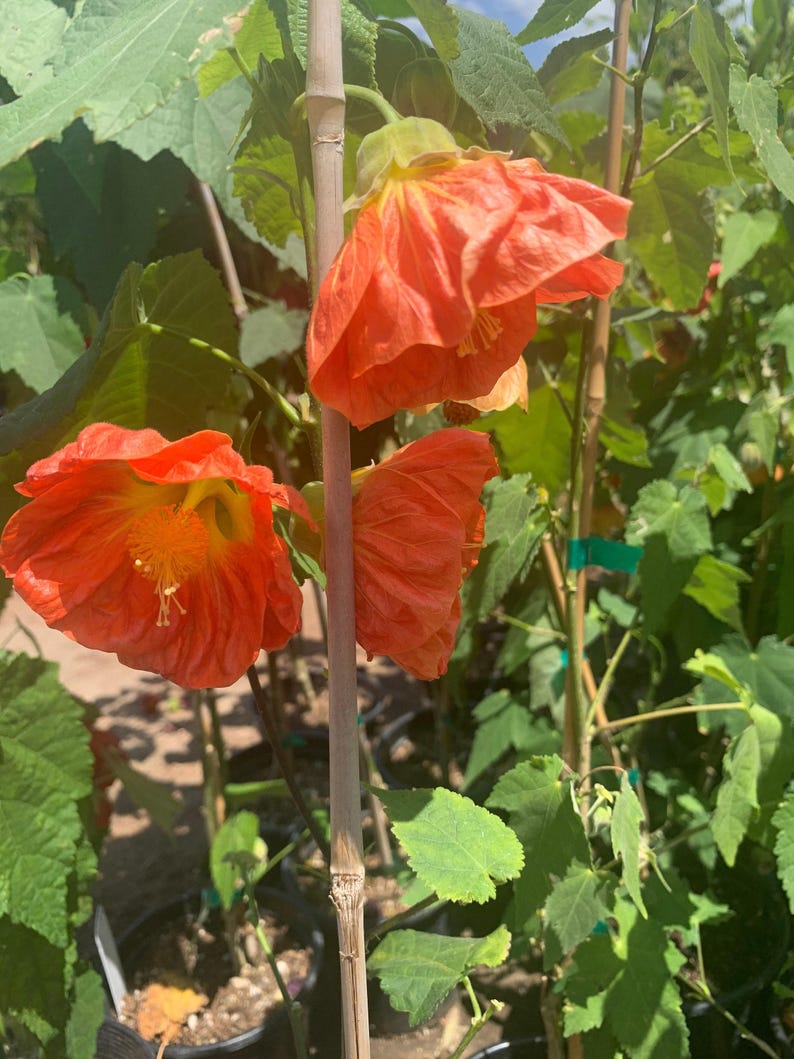 Flowering Maple Plant 6” Pot Abutilon ‘Sunrise Reiter’ Coral Orange Blooms, Indoor Outdoor Garden, Pollinator Attracting