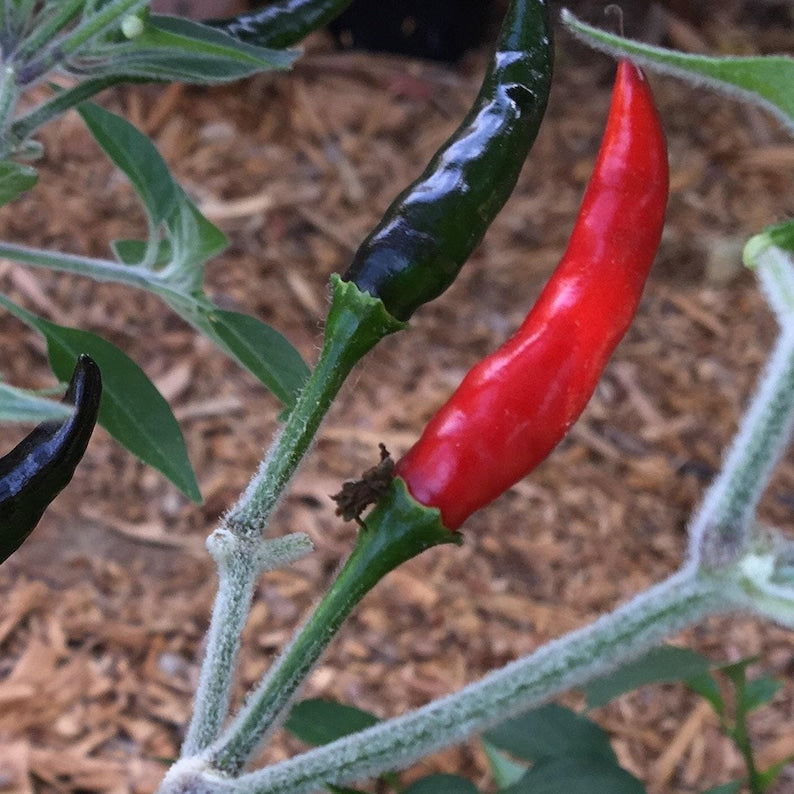 Black Cobra Pepper Plant in 3" Pot - Capsicum annuum - Spicy Flavor, Unique Appearance, Ideal for Home Garden