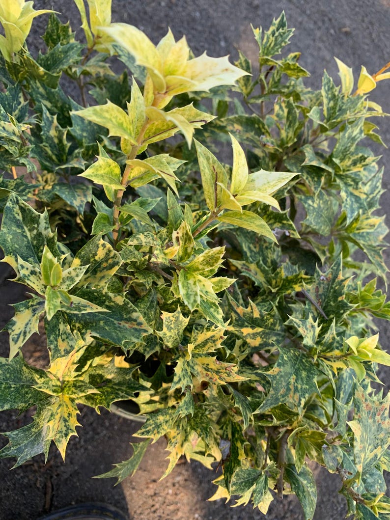 Goshiki Fall Holly Plant 1 Gallon Pot - Osmanthus heterophyllus 'Goshiki' - Variegated Pink Cream Gold Bronze Leaves