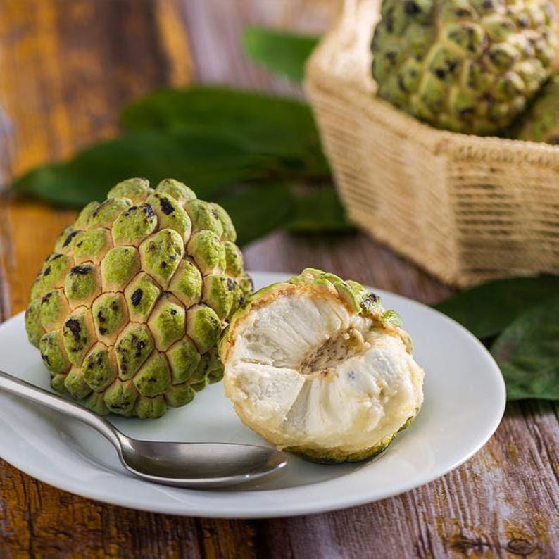 Sugar Apple Plant 3 Gallon Pot Annona squamosa Tropical Fruit Tree for Garden