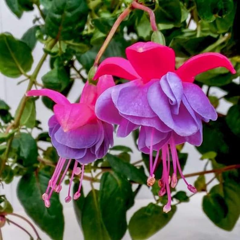 Fuchsia Live Plant 6" Pot Winston Churchill - Fuchsia magellanica 'Winston Churchill' - Pink Purple Blooms, Hummingbird Friendly