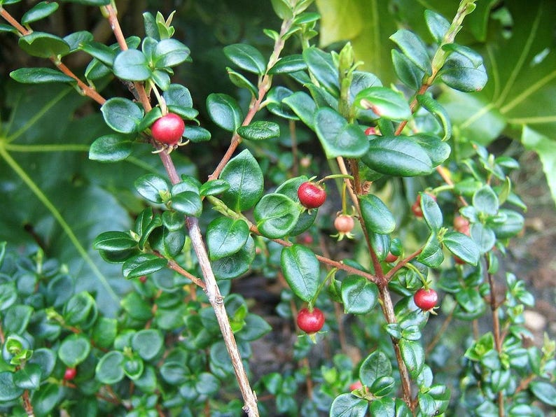 Chilean Guava Starter Plant - 4" Evergreen Shrub - Ugni Molinae - Fragrant Flowers - Well-Drained Soil - Garden Plant