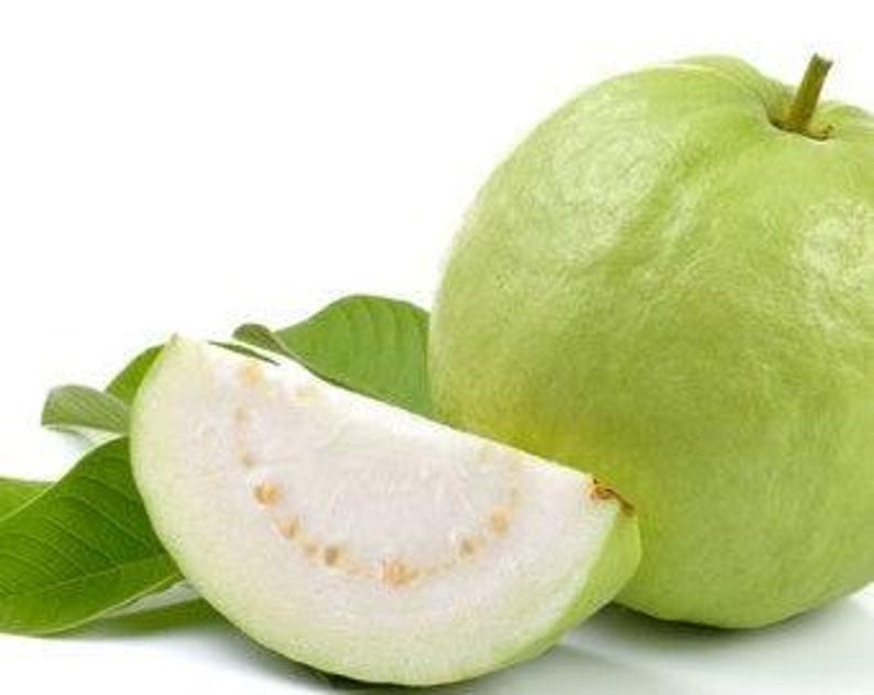 Thai Guava Tree - 2 Feet - Airlayered - Psidium guajava - Ships in 1 Gallon Pot for Easy Planting