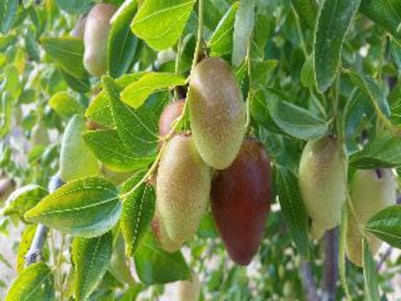 Grafted Jujube Tree 3 Gallon Pot - GA866 Variety - Ziziphus jujuba - Drought Tolerant & Low Maintenance Garden Plant