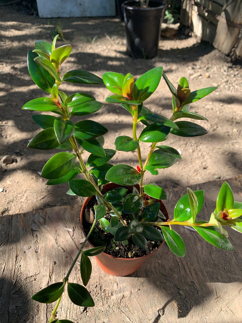 Goldfish Plant - 1 Live Plant in 3" Pot - Colorful Blooms, Easy Care Indoor Houseplant - Nematanthus