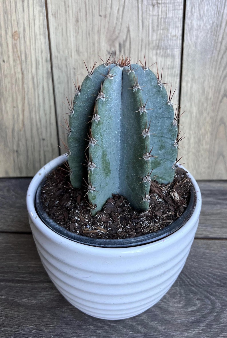 Cereus Peruvianus Cactus in 6" Pot, Giant Peruvian Apple Cactus, Indoor Outdoor Succulent, Cereus repandus, Exotic Desert Plant