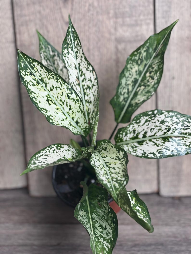 First Diamond Aglaonema Plant 4-Inch Pot White Green Indoor Houseplant Aglaonema commutatum