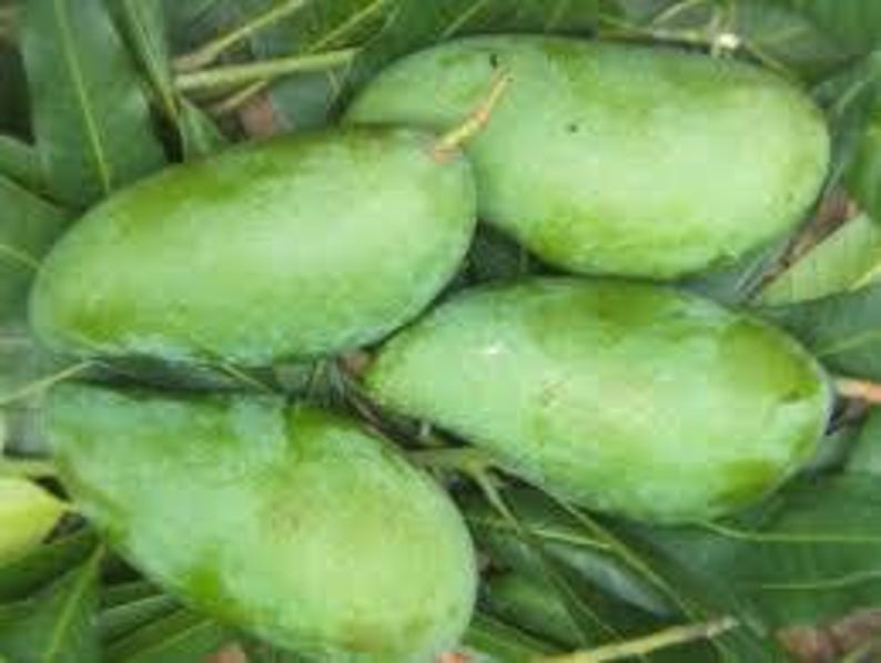 Grafted MUN KUN SI Mango Tree in 3-Gallon Pot | Sweet Yellow Fruit | Mangifera indica | Tropical Garden Plant