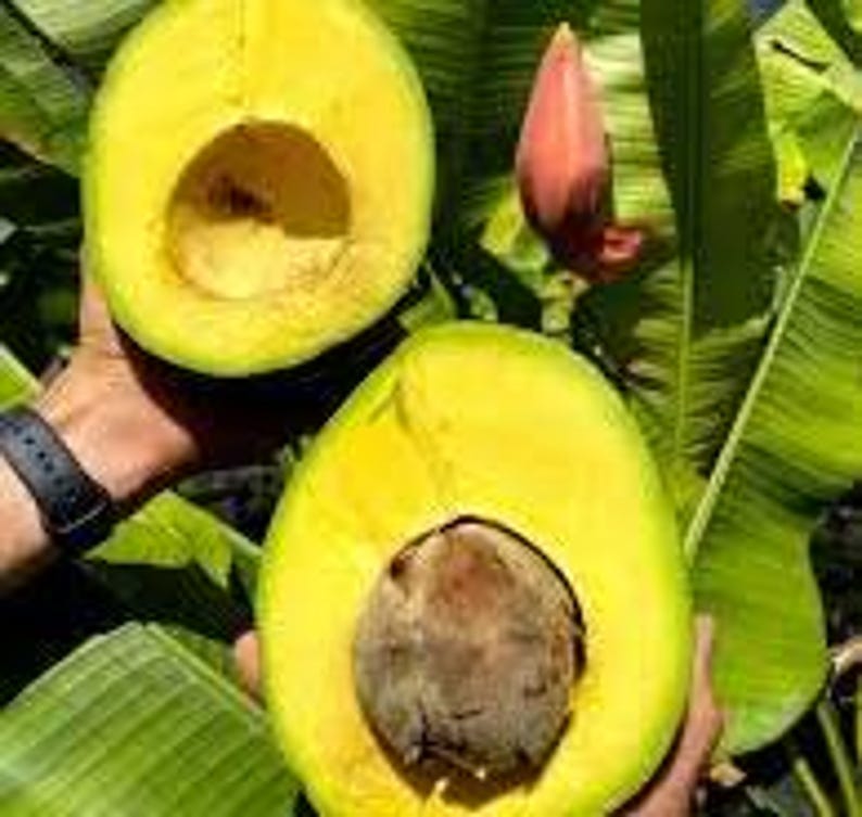 Grafted Avocado Tree 3Gal Pot Marcus Pumpkin Persea Americana Large Fruit Size