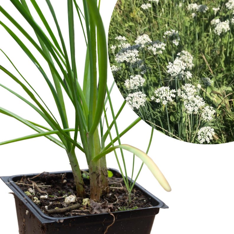 Organic Garlic Chives Plant 2.5-Inch Pot Allium tuberosum Perennial Herb for Edible Flowers & Culinary Use