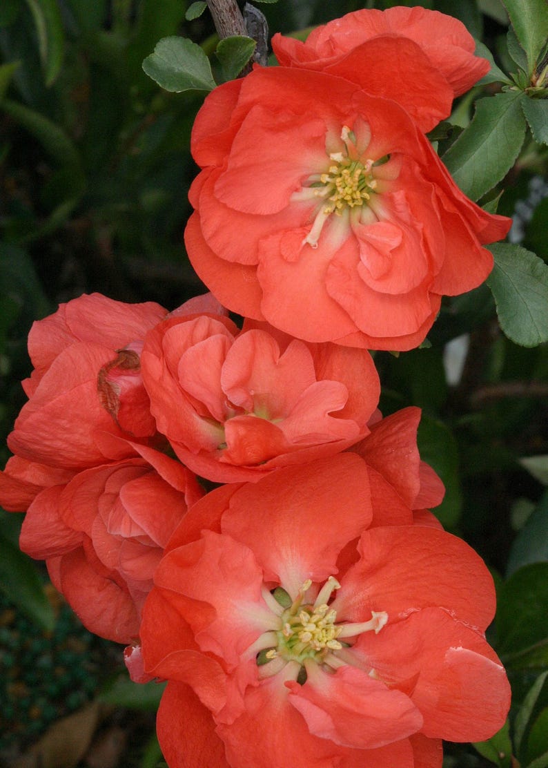 Double Take Orange Flowering Quince Plant - 3 Gallon Pot - Chaenomeles speciosa with Bright Scarlet Double Flowers