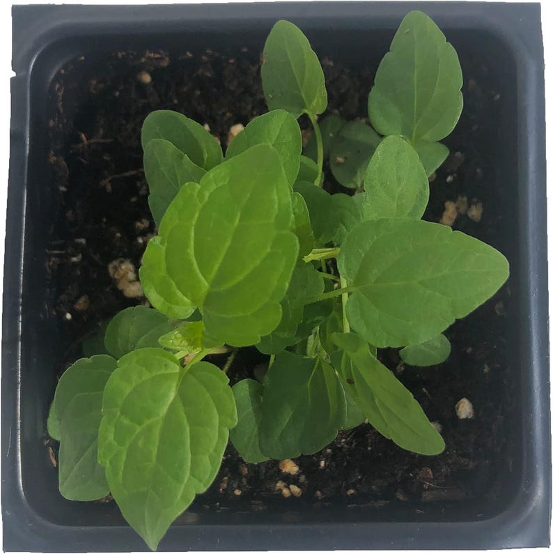 Organic Skullcap Plant 2.5-inch Pot, Blue Flowers, Native Perennial, Scutellaria lateriflora, Deer Tolerant, Wet Site Suitable