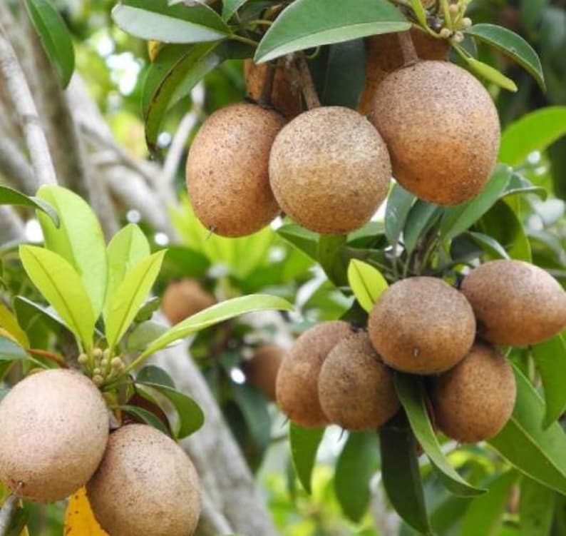 **Large Organic Sapodilla Plant 20-26 Inch - Manilkara zapota, Fast Growing for Container Gardening**