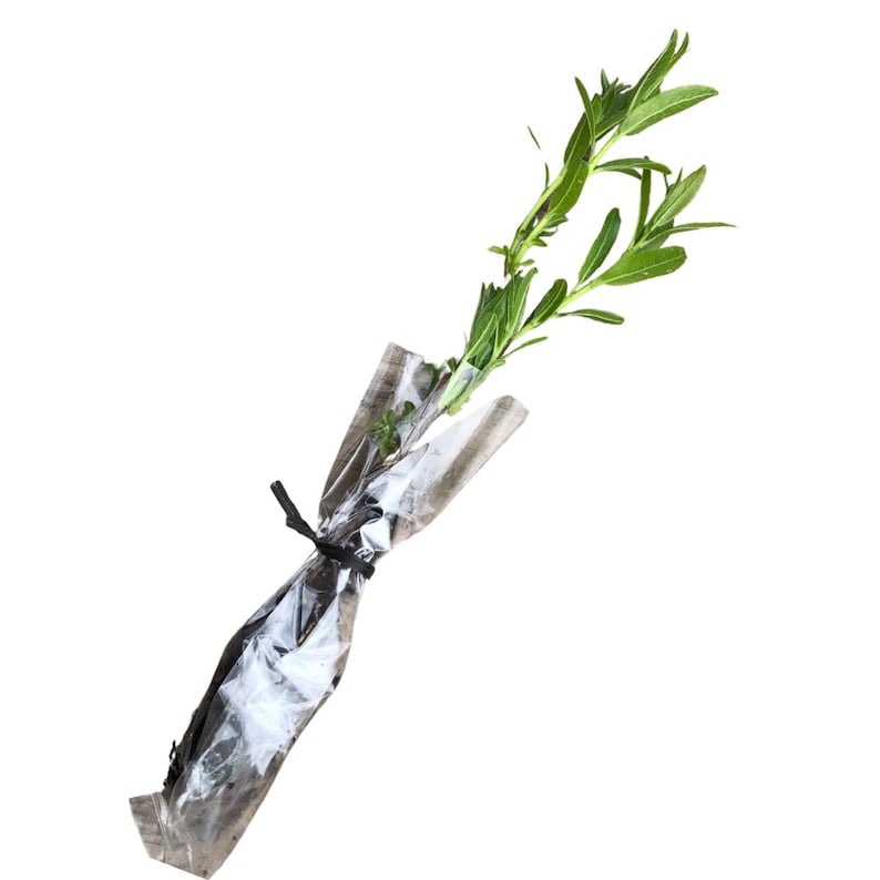Black Willow Plant 2.5-Inch Soil Plug | Native Salix nigra for Erosion Control & Wet Soils | Fast-Growing Tree for Creek Banks