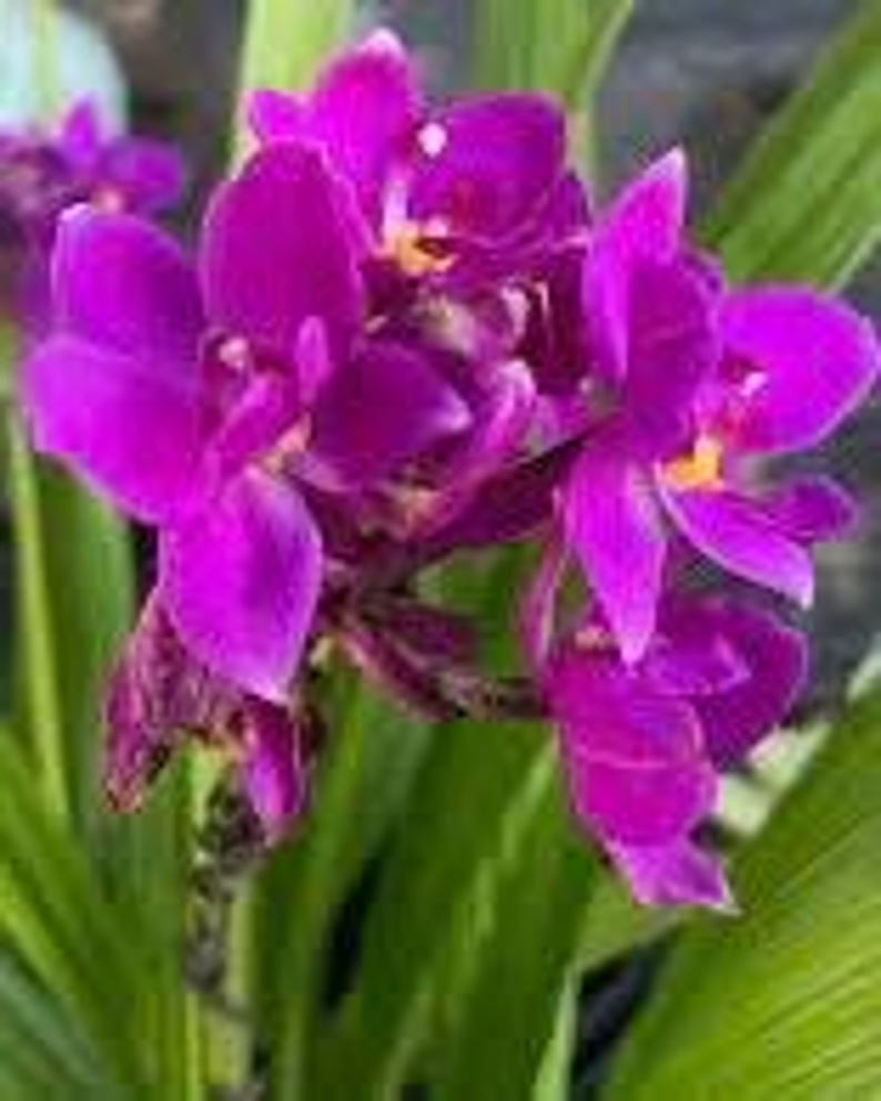 Purple Ground Orchid Live Plant 6" Pot, Spathoglottis plicata, Vibrant Purple Blooms, Indoor Outdoor Tropical Orchid, Garden or Container