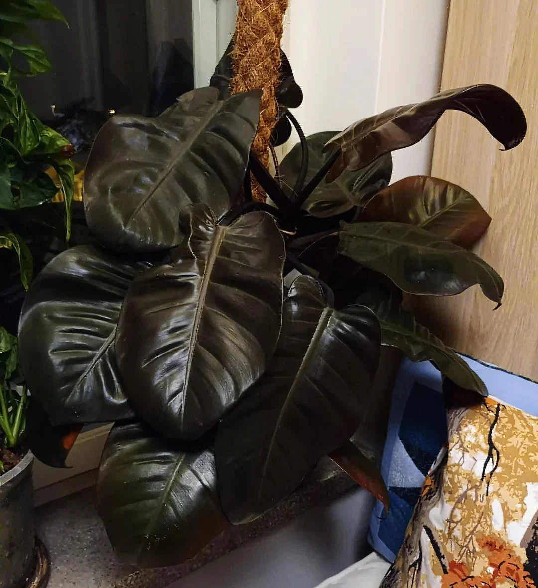 Philodendron Black Cardinal Live Plant 3-5 Inches Tall - Rare Dark Foliage Houseplant - Philodendron erubescens Bareroot Starter