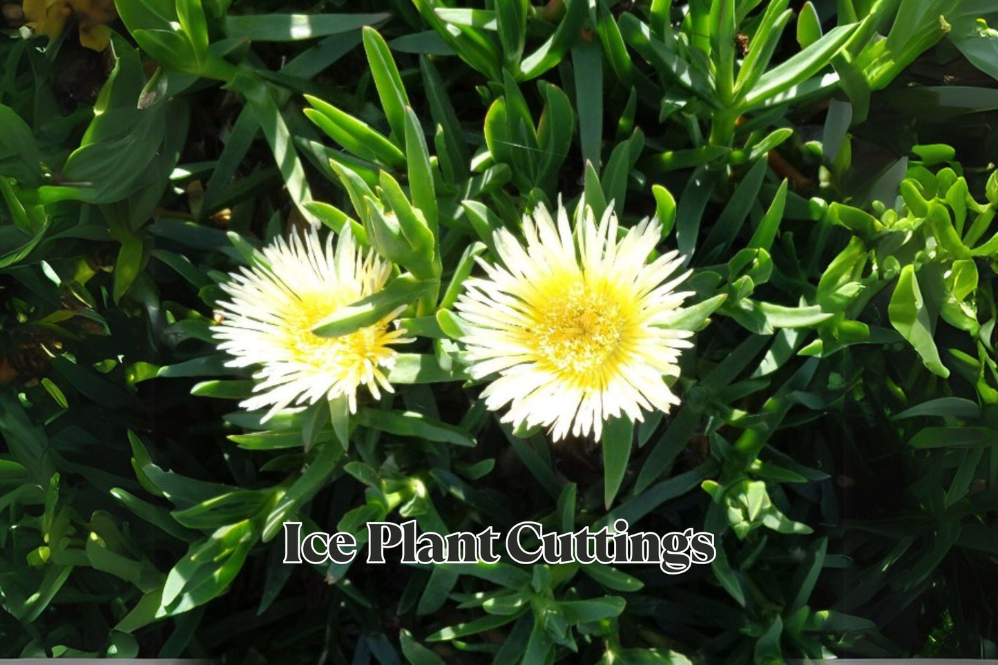 Ice Plant Succulent Cuttings 6 Inches, 10 Pack for Ground Cover, Rock Garden, Drought Tolerant, Mesembryanthemum crystallinum