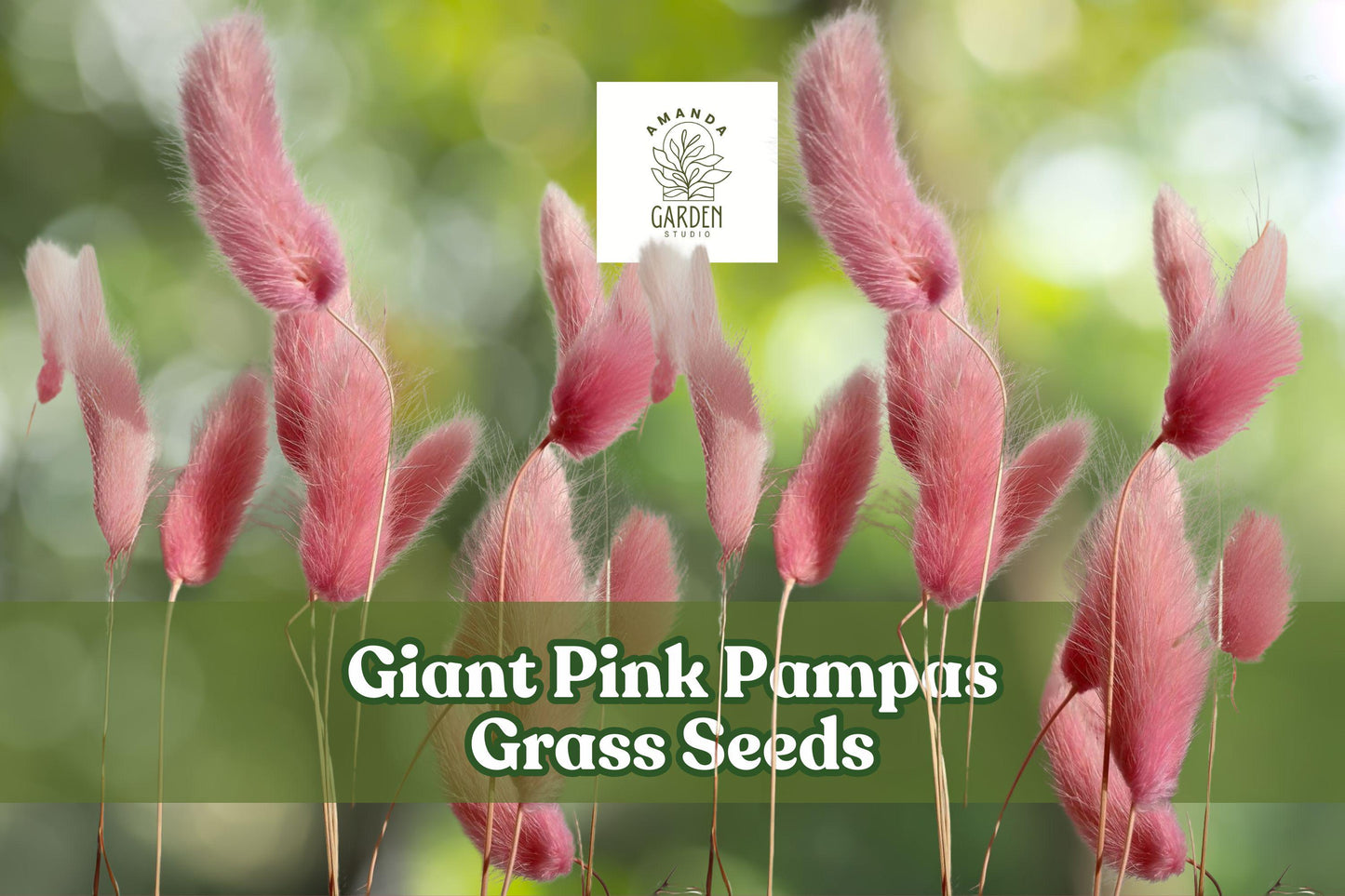 Giant Pink Pampas Grass Seeds, Ornamental Drought-Tolerant Grass, Cortaderia selloana, Pink Plumes, Garden Accent, Landscape Plant