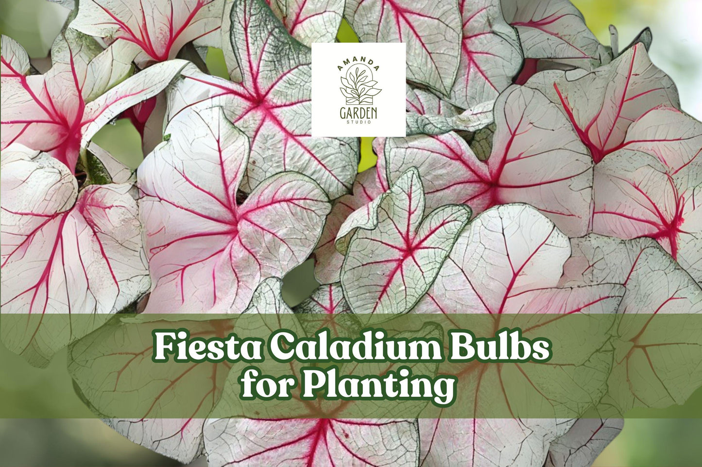 Fiesta Caladium Bulbs 6-Pack | Red, Green & White Foliage | Caladium bicolor | Shade-Loving Perennial Foliage Plant