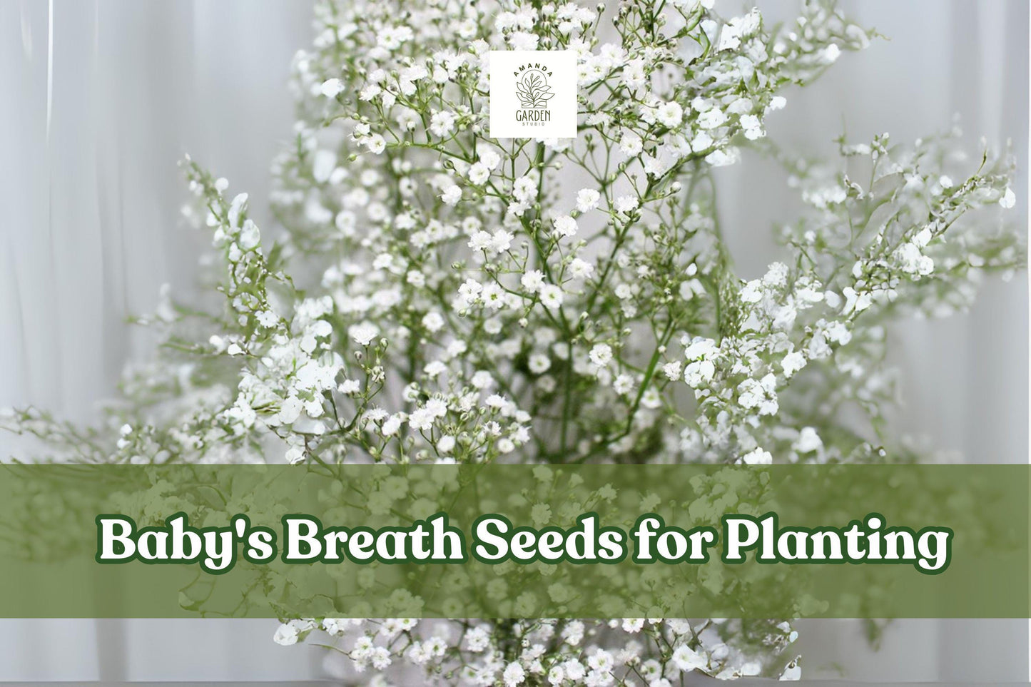 Baby’s Breath Seeds – 5,000 White Gypsophila elegans Annual Flowers for Garden & Bouquets