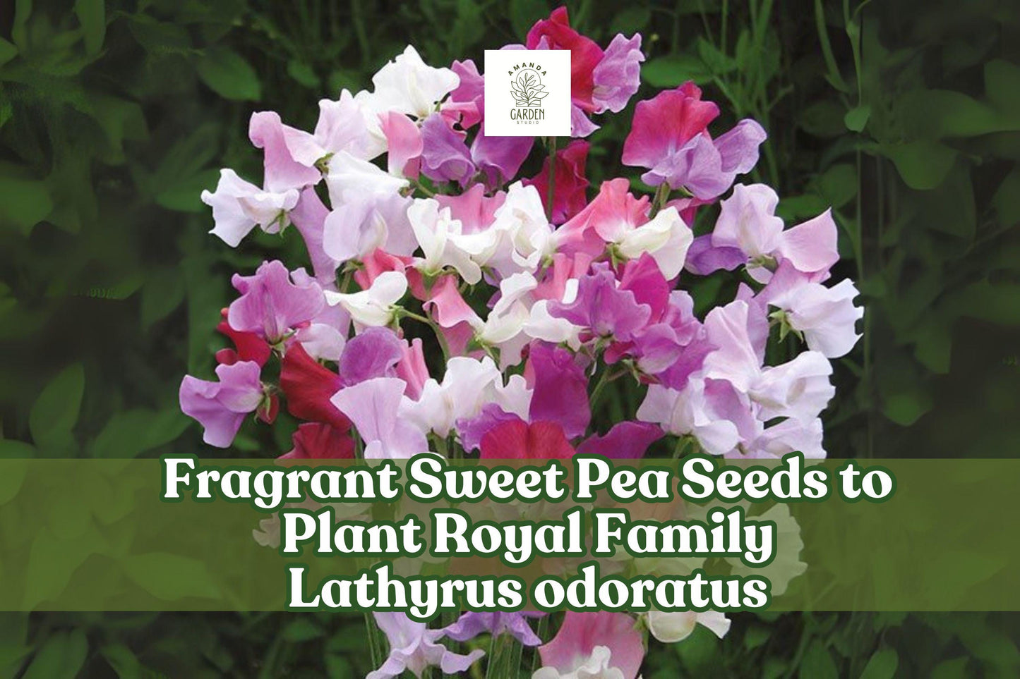 100 Fragrant Sweet Pea Seeds – Royal Family Mix, Lathyrus odoratus, Climbing Garden Flowers for Trellises & Cuttings