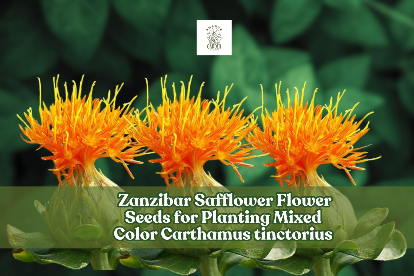 Zanzibar Safflower Seeds – Mixed Color Carthamus tinctorius for Planting, Drought-Tolerant, Pollinator-Attracting, Cut & Dried Flowers