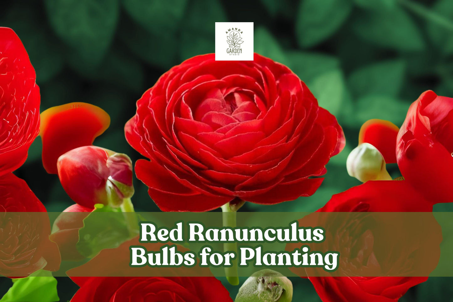 Red Ranunculus Bulbs – 10 Pack for Cutting Gardens & Flower Beds – Vibrant, Rose-Like Blooms – Easy to Grow, Long-Lasting Flowers
