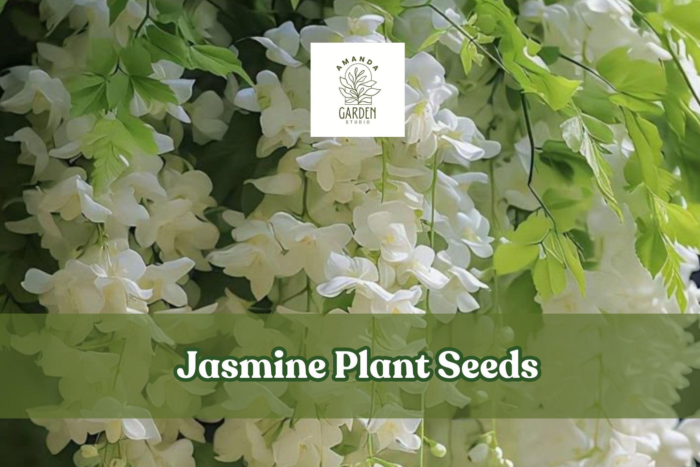 25 Jasmine Plant Seeds, Fragrant White Flowers, Herbal Tea, Perennial Vine, Garden, Indoor & Outdoor, Jasminum sambac