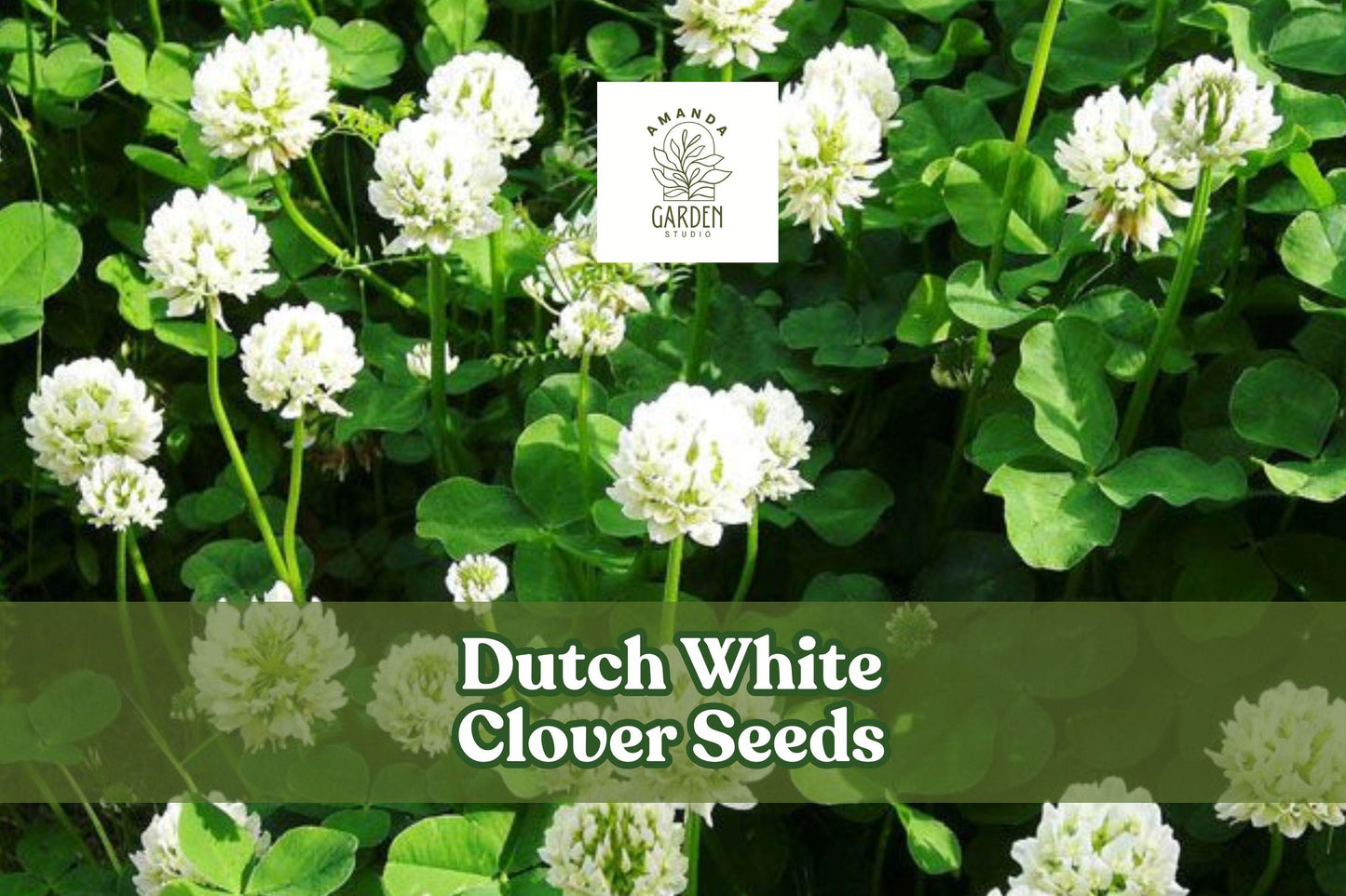 Dutch White Clover Seeds – Low-Growing Perennial Ground Cover, Pollinator-Friendly, Trifolium repens, 500 Seeds