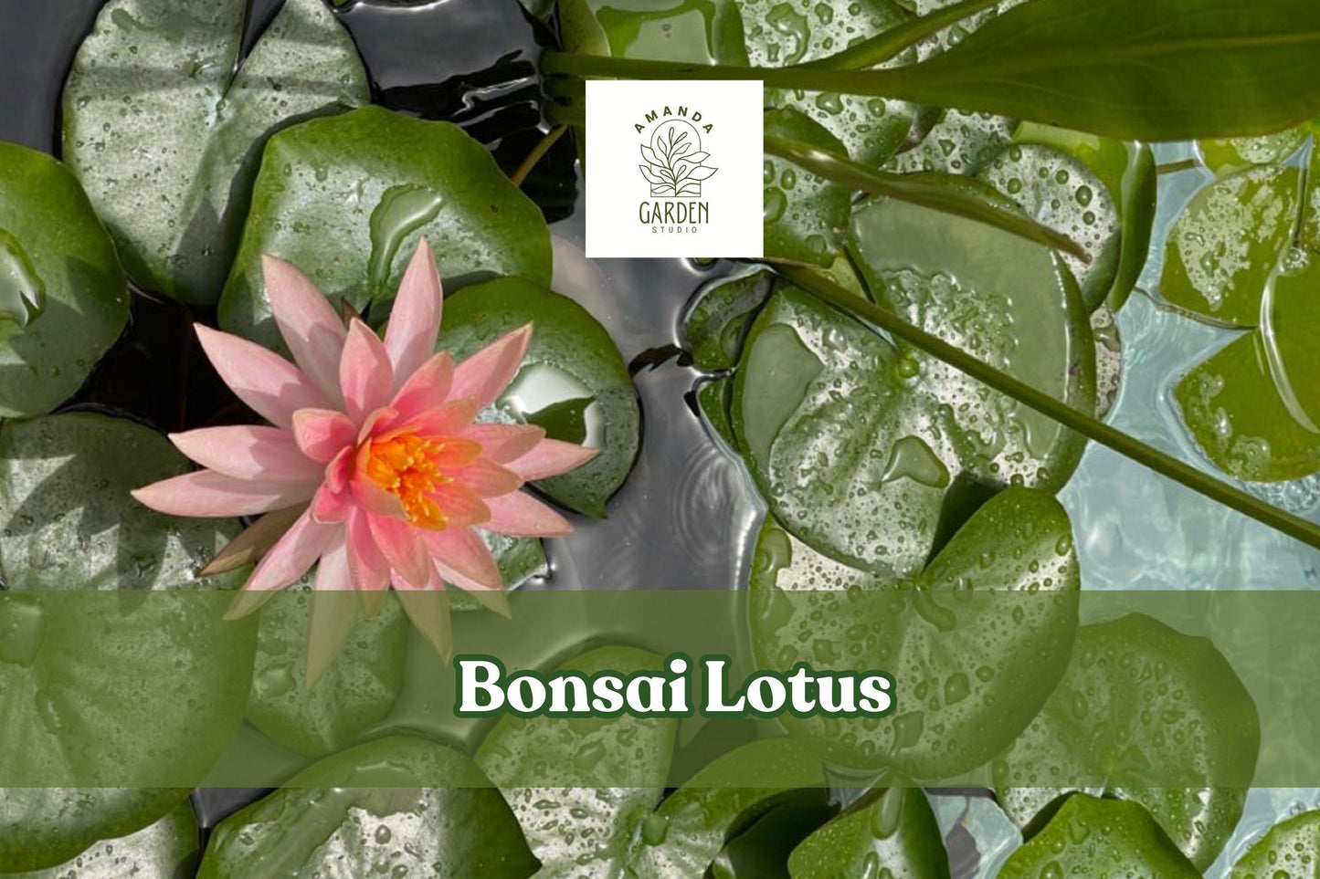 Miniature Bonsai Lotus Seeds – Nelumbo nucifera for Bowls & Ponds, Aquatic Flowering Plant, Floating Blooms, Indoor & Outdoor Water Gardens