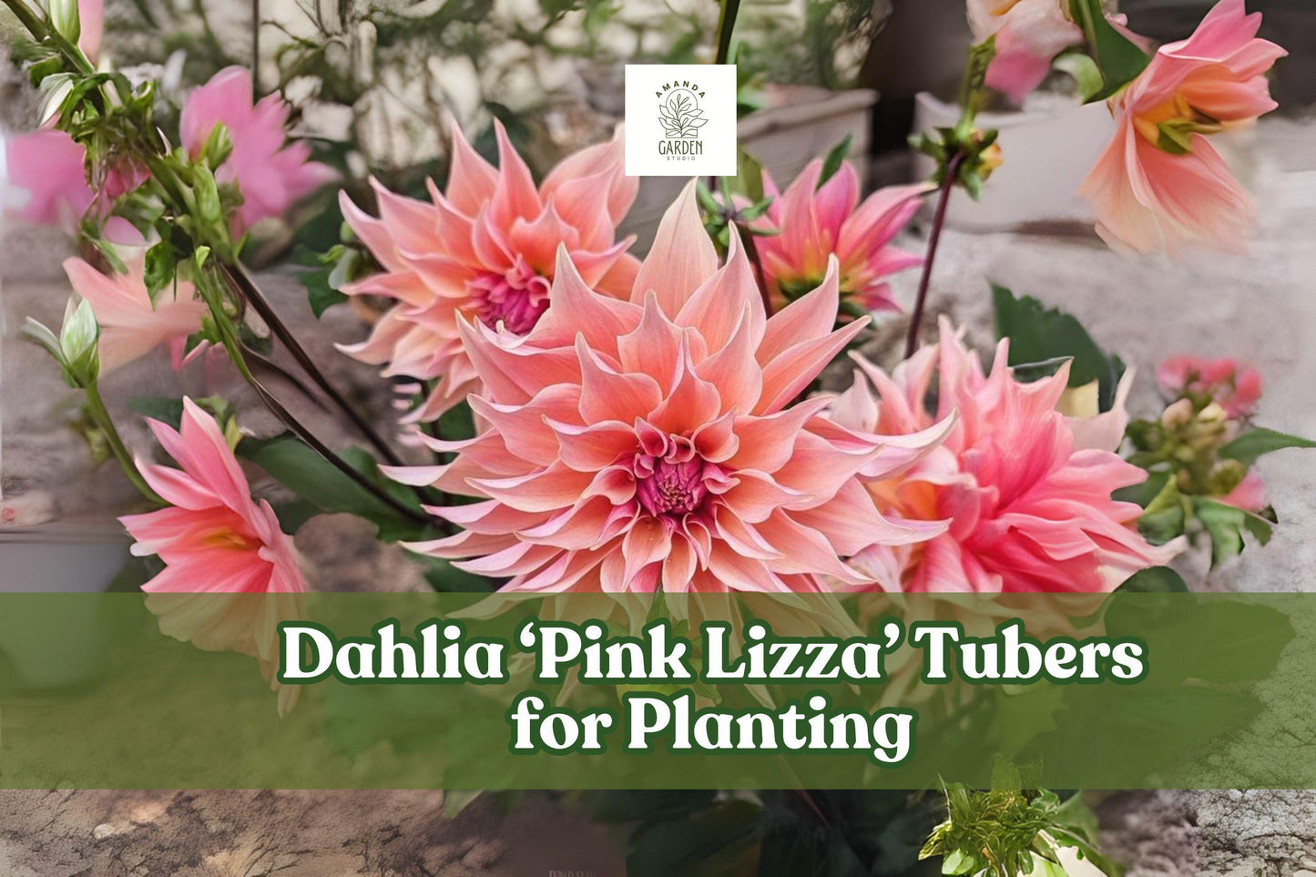 Pink Lizza Dahlia Tubers – Large Blooms, Bright Pink, Tuberous Perennial for Cutting Gardens, Borders & Flower Beds
