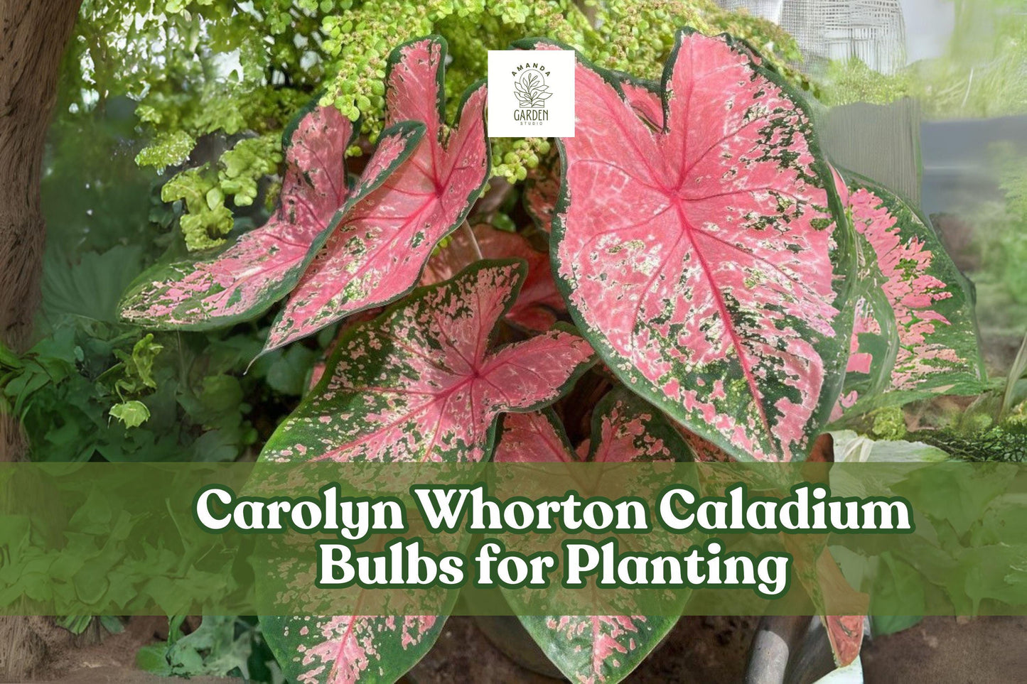 Caladium Bulbs 2 Pack – Pink & Green Foliage for Shade Gardens, Containers, Indoor Plants – Caladium bicolor