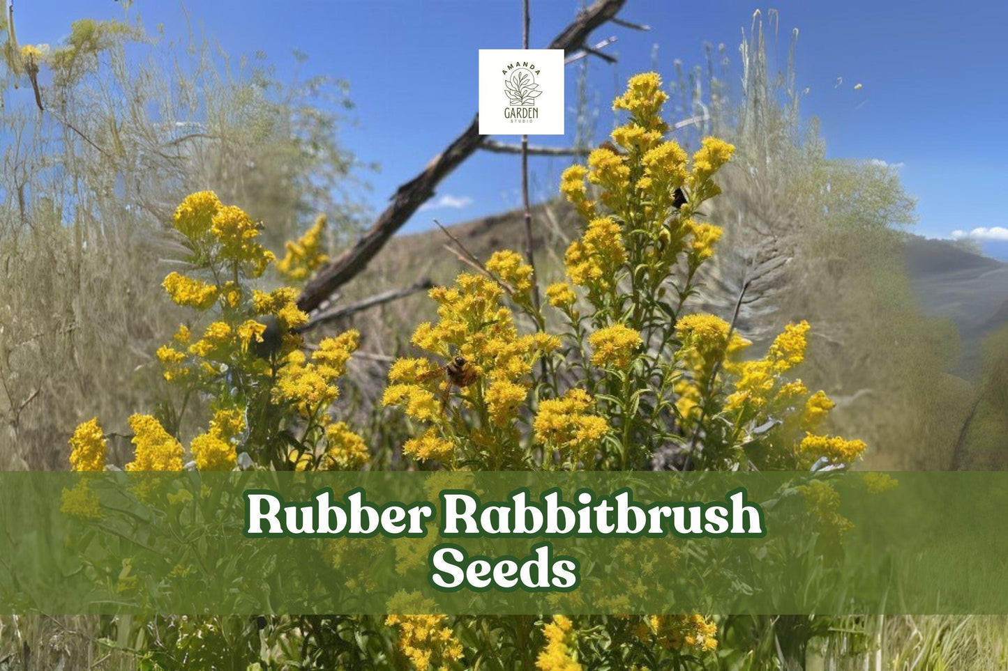 100 Rubber Rabbitbrush Seeds – Ericameria nauseosa Perennial Shrub for Xeriscape, Pollinator Garden, Wildlife Habitat