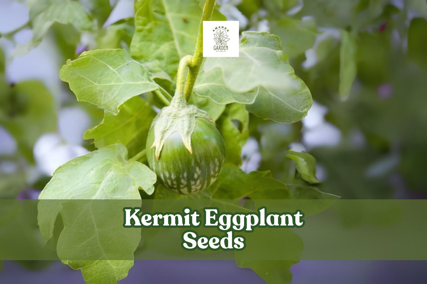 20+ Kermit Eggplant Seeds – Thai Round Variety, Solanum melongena, Small Green & White Fruits, Compact, High-Yield Vegetable Seeds