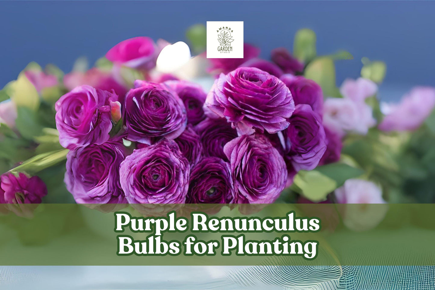 Purple Ranunculus Bulbs – Spring Flowering Tubers, Rich Purple Blooms, Ranunculus asiaticus, Set of 5